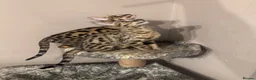 Savannah cats for sale: 🏵️ WORLDS BEST LINES 🏵️ Savannah F2 & F3 Kittens - Advert 36