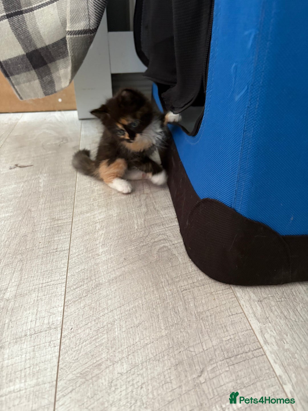 Turkish Van cats for sale: Turkish Van Mix Kittens 8 Weeks Old Ready Now! - Image 4