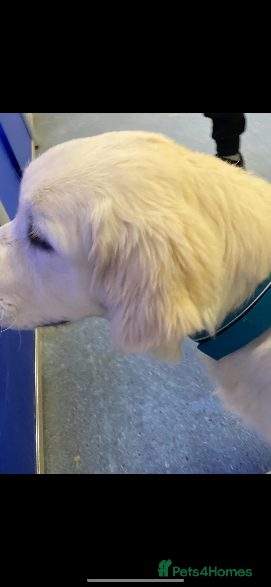 Golden Retriever dogs for stud: STUD KC FULLY HEALTH TESTED PROVEN TRAMIN IMPORT in Blackpool - Advert 5