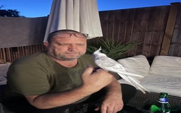 Cockatiels birds for sale: Little Joey  - Image 3