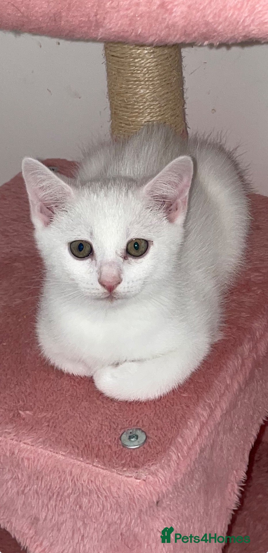 British Shorthair cats for sale: White British Short Hair X Ragdoll Kittens - Advert 3