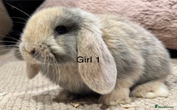 Mini Lop rabbits for sale: 🌸 Harlequin mini lops 🌸 ready to reserve  - Image 8