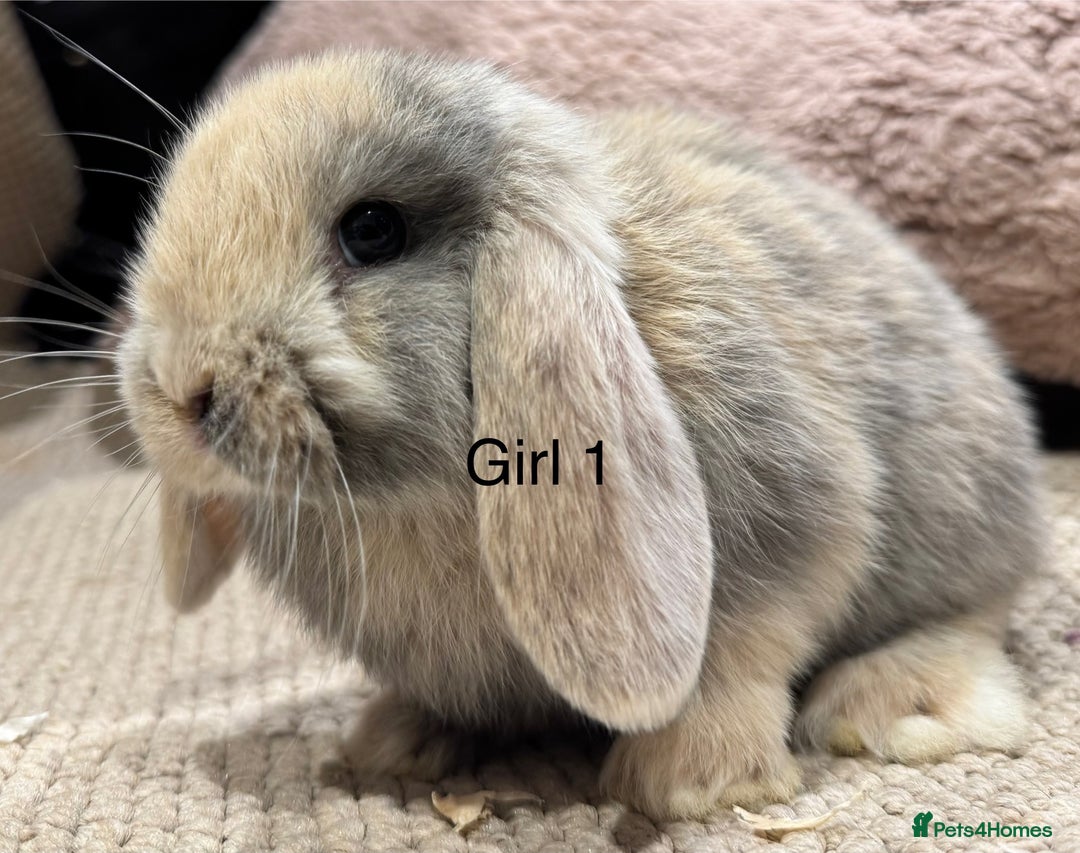 Mini Lop rabbits for sale: 🌸 Harlequin mini lops 🌸 ready to reserve  - Image 8