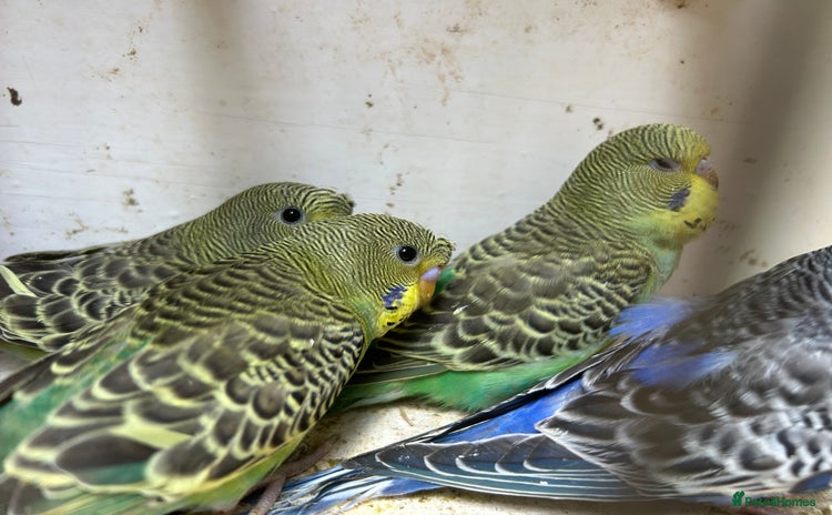 Budgerigars birds - Advert 1