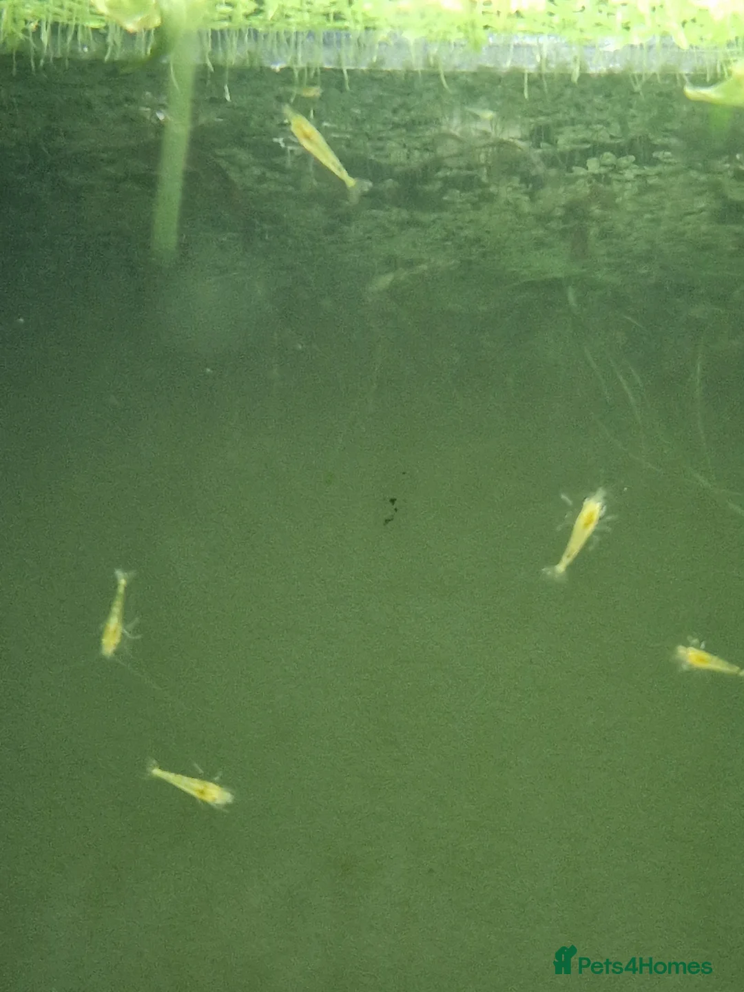 Shrimps fish for sale: Neocaridina Shrimp, Cherry Shrimp, Yellow Goldback - Advert 5