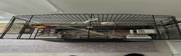 Budgerigars birds for sale: Boy & Girl + Everything else  in London - Advert 5
