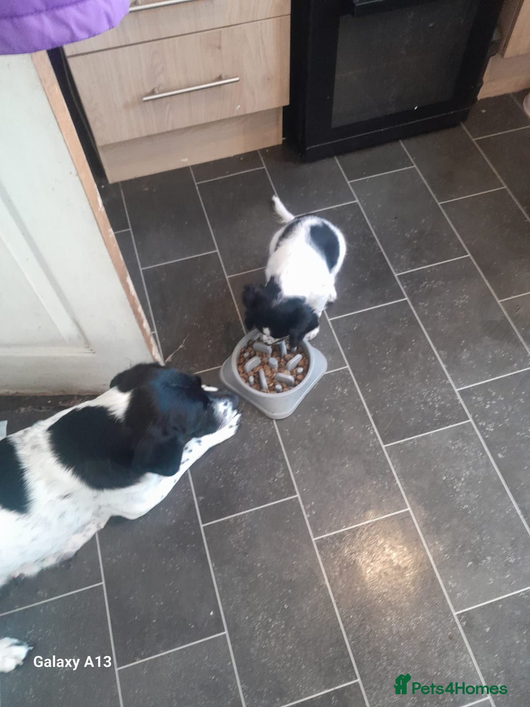 Springador dogs for sale: Ready to leave 😀 - Image 7