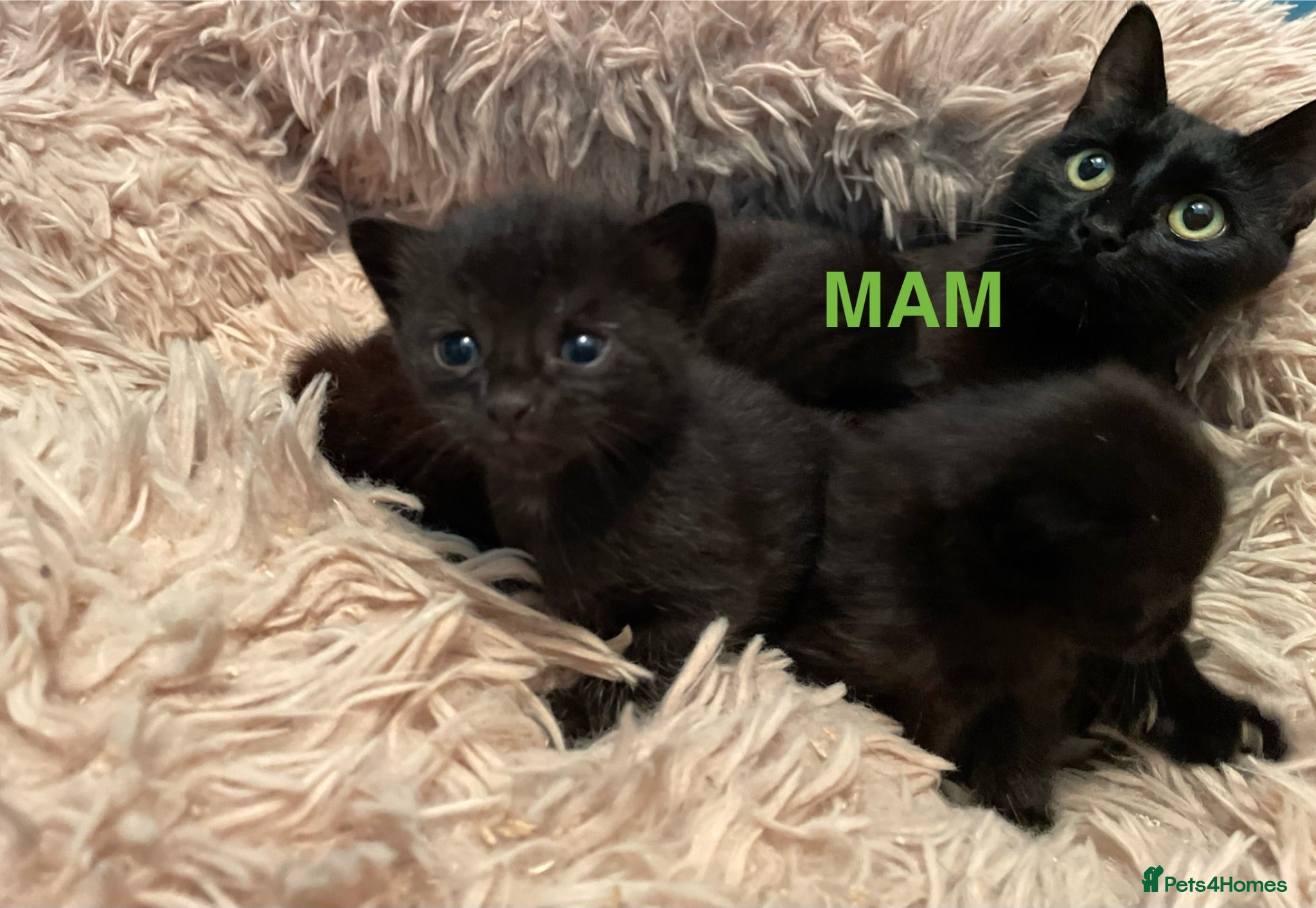 Domestic Shorthair cats ⭐️READY NOW!⭐️The Cutest Black DSH kittens 🐈‍⬛  - Advert 17