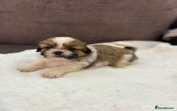 Shih Tzu dogs for sale: Beautiful litter of 6 Shih Tuz pups  - Advert 18