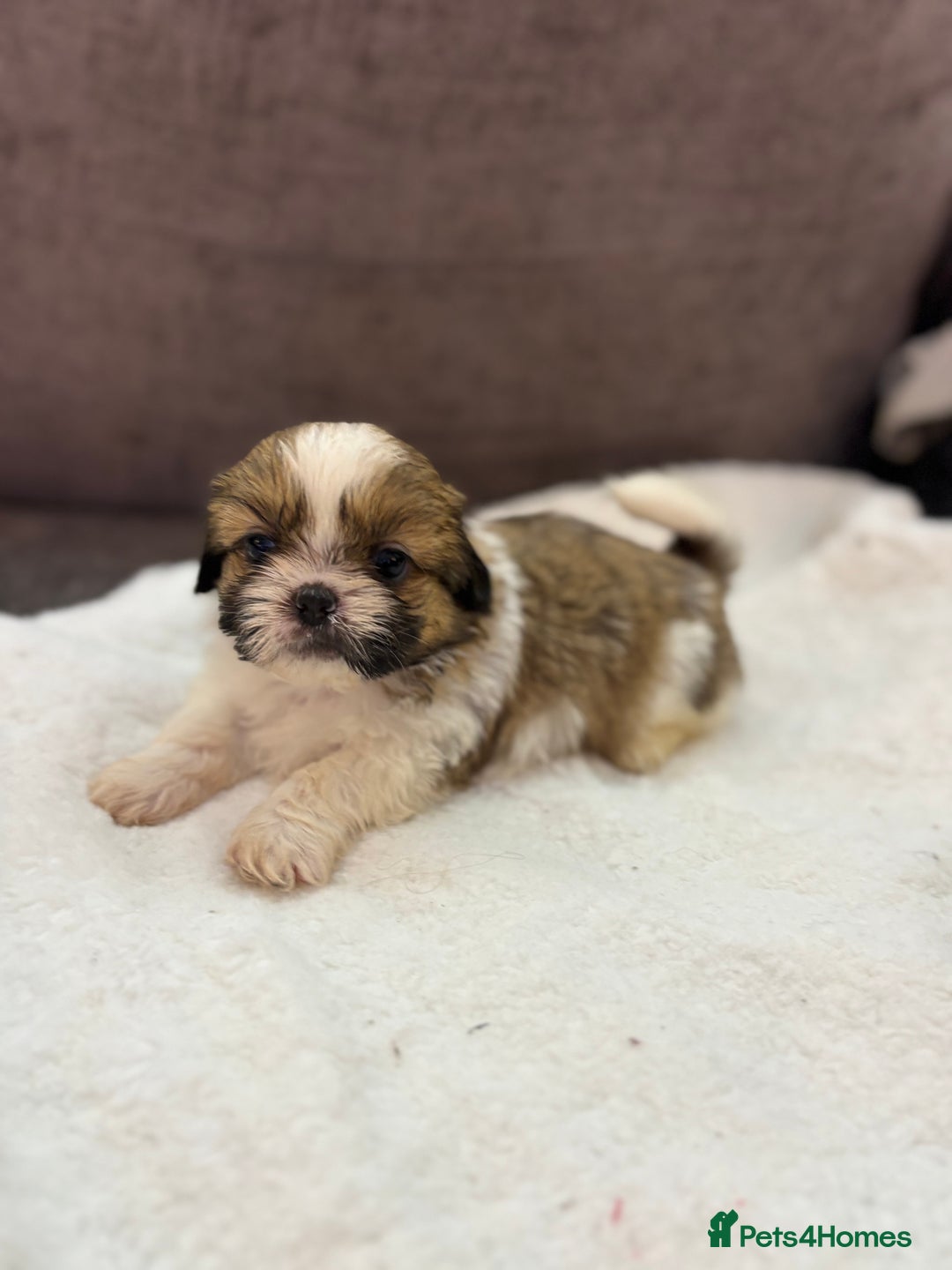 Shih Tzu dogs for sale: Beautiful litter of 6 Shih Tuz pups  - Advert 18