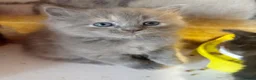 British Longhair cats for sale: Beautiful and Playful half ragdoll kittens - Advert 13