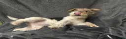 Fox Terrier dogs for sale: Fox terrier puppy’s for sale  - Advert 8
