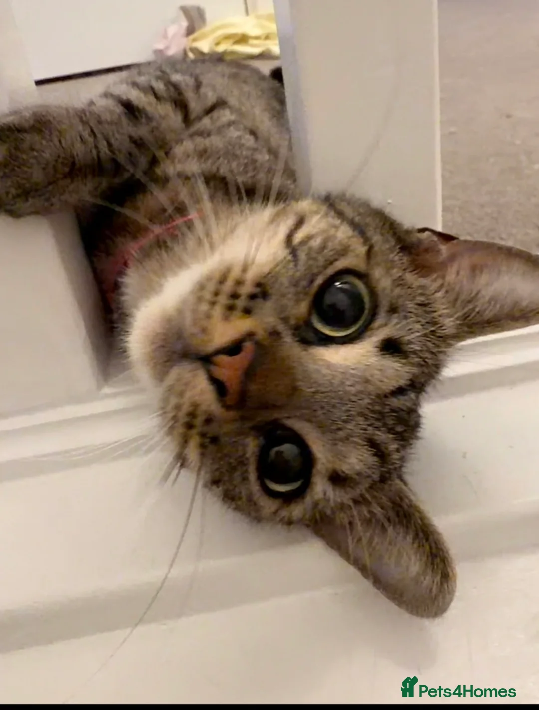 Mixed Breed cats for sale: Dorris and Brian in Derby - Advert 2