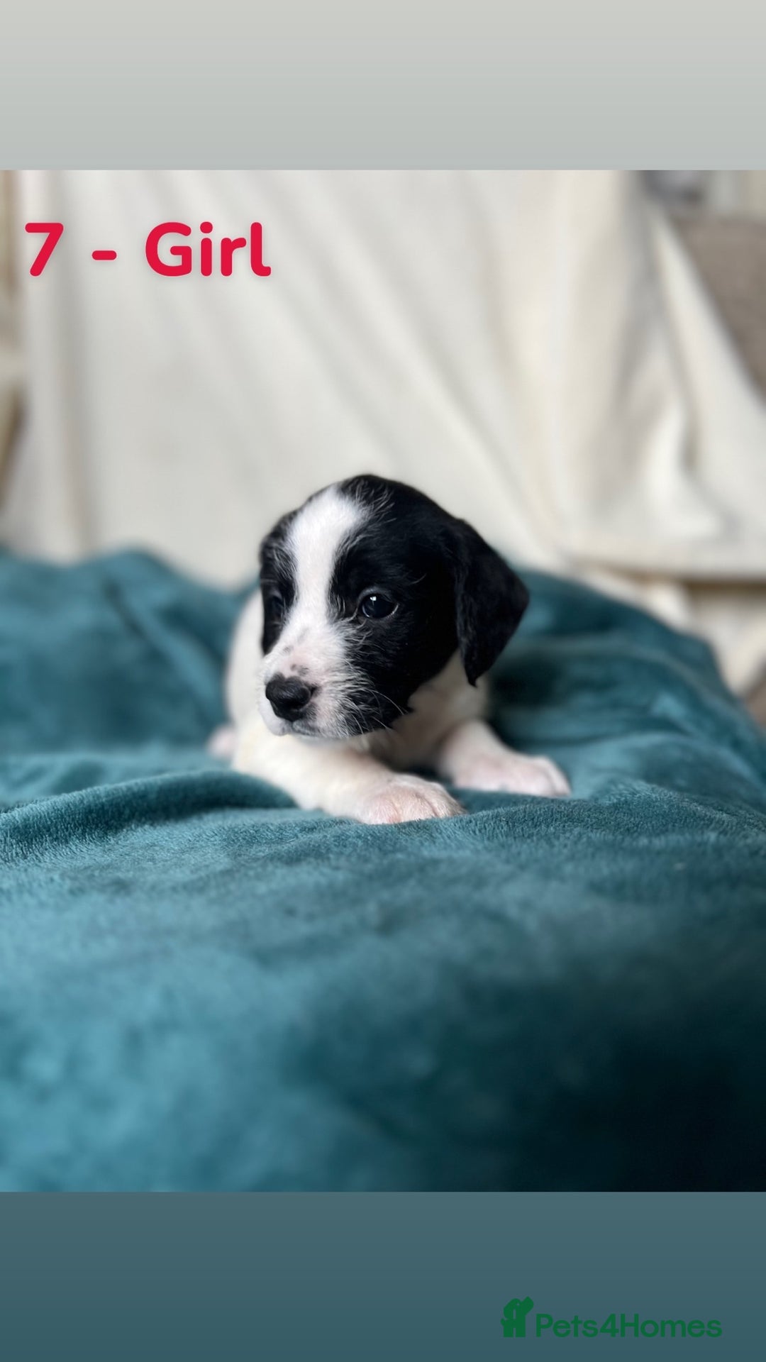 Mixed Breed dogs for sale: Old Tyme English Bulldog x Sproodle Puppies - Image 12