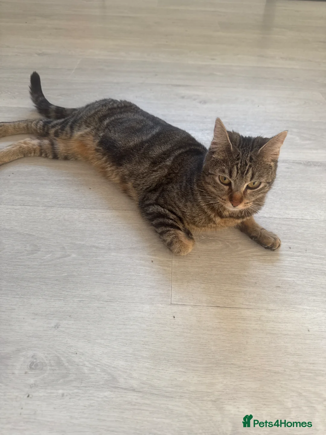 British Shorthair cats for sale: Beautiful female tabby - Advert 2