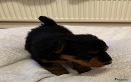 Welsh Terrier dogs for sale: Stunning Health Tested KC Reg Welshie Puppies - Advert 33