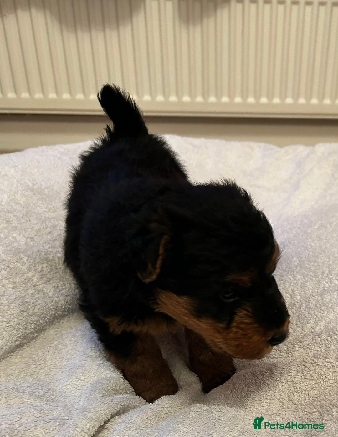 Welsh Terrier dogs for sale: Stunning Health Tested KC Reg Welshie Puppies - Advert 33