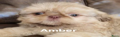 Amber 
