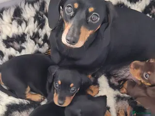 Miniature Dachshund dogs Adorable KC Pedigree Miniature Dachshund Puppies - Advert 1