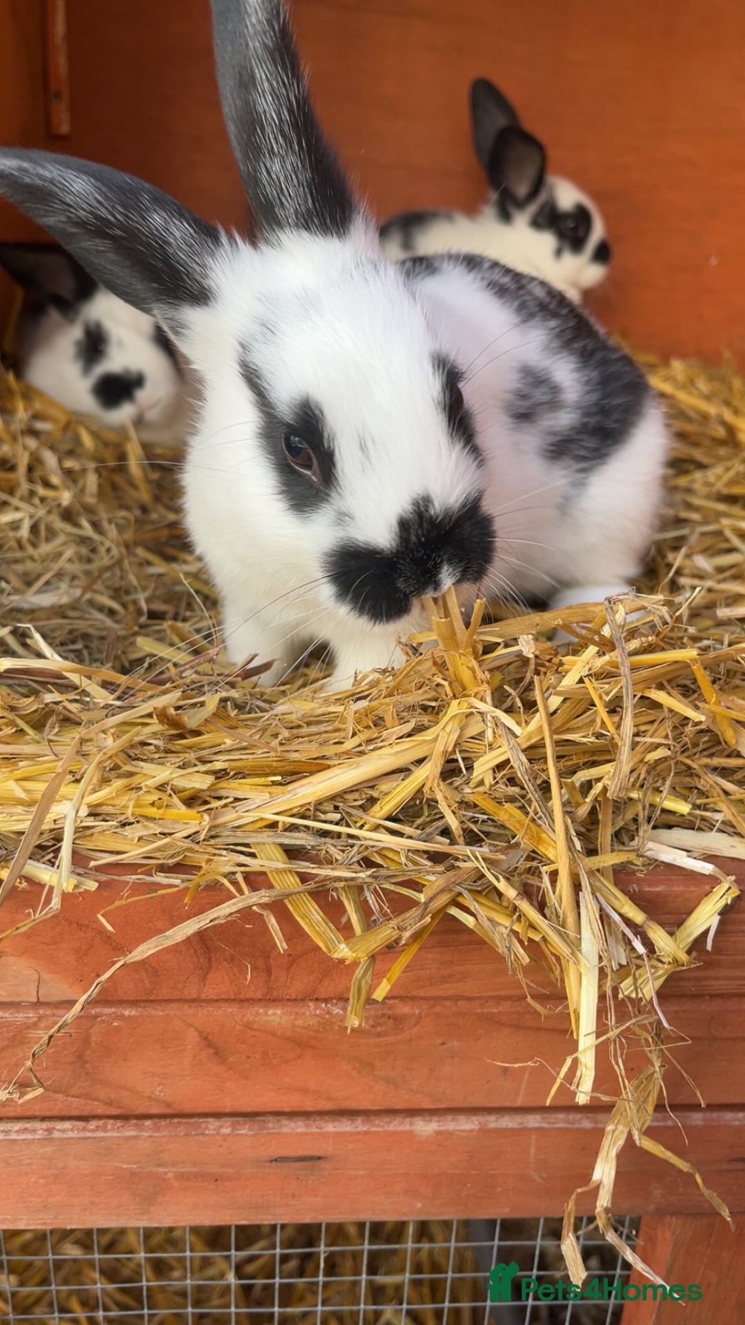 Mixed Breed rabbits for sale: 4 baby rabbits  - Image 5