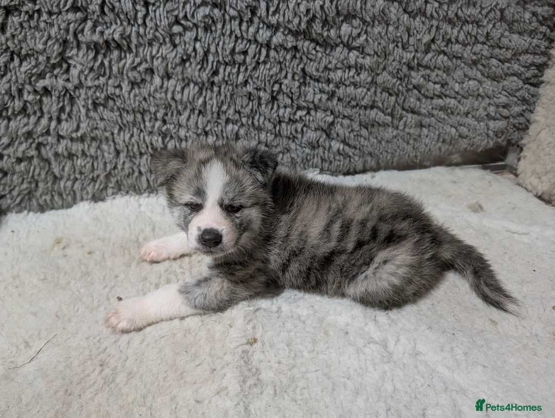 Japanese Akita Inu dogs for sale: Beautiful Japanese akita inu puppies   - Advert 8