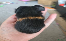 Guinea Pig rodents for sale: 3 baby guinea pigs - Image 3