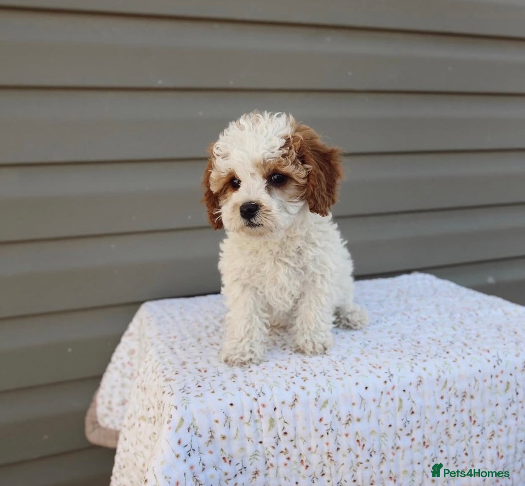Cavapoo dogs for sale: Beautiful Cavapoo puppies! - Image 20