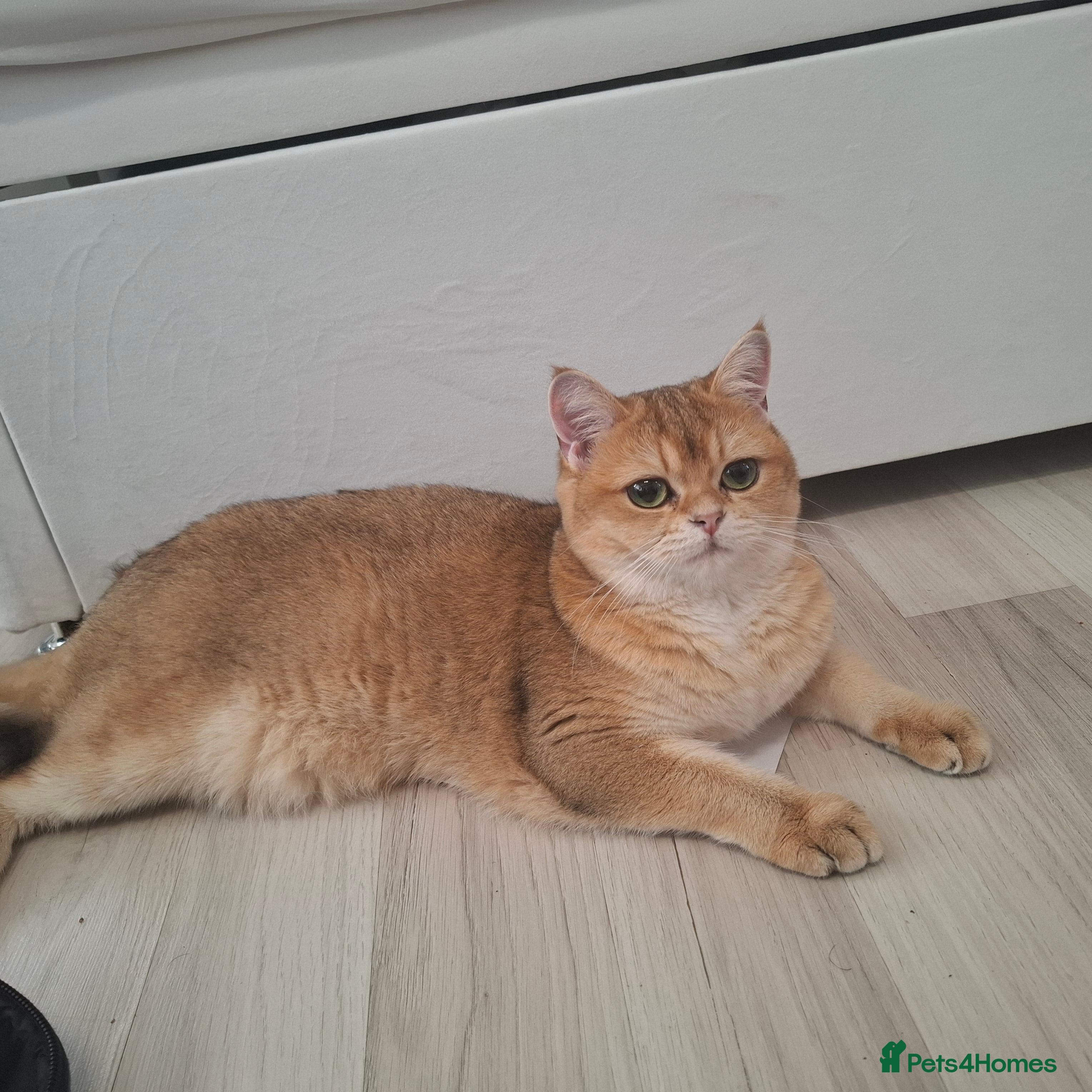 British Shorthair cats Golden british short hair black tip - Advert 1