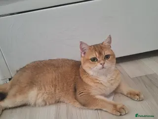 British Shorthair cats Golden british short hair black tip - Advert 1