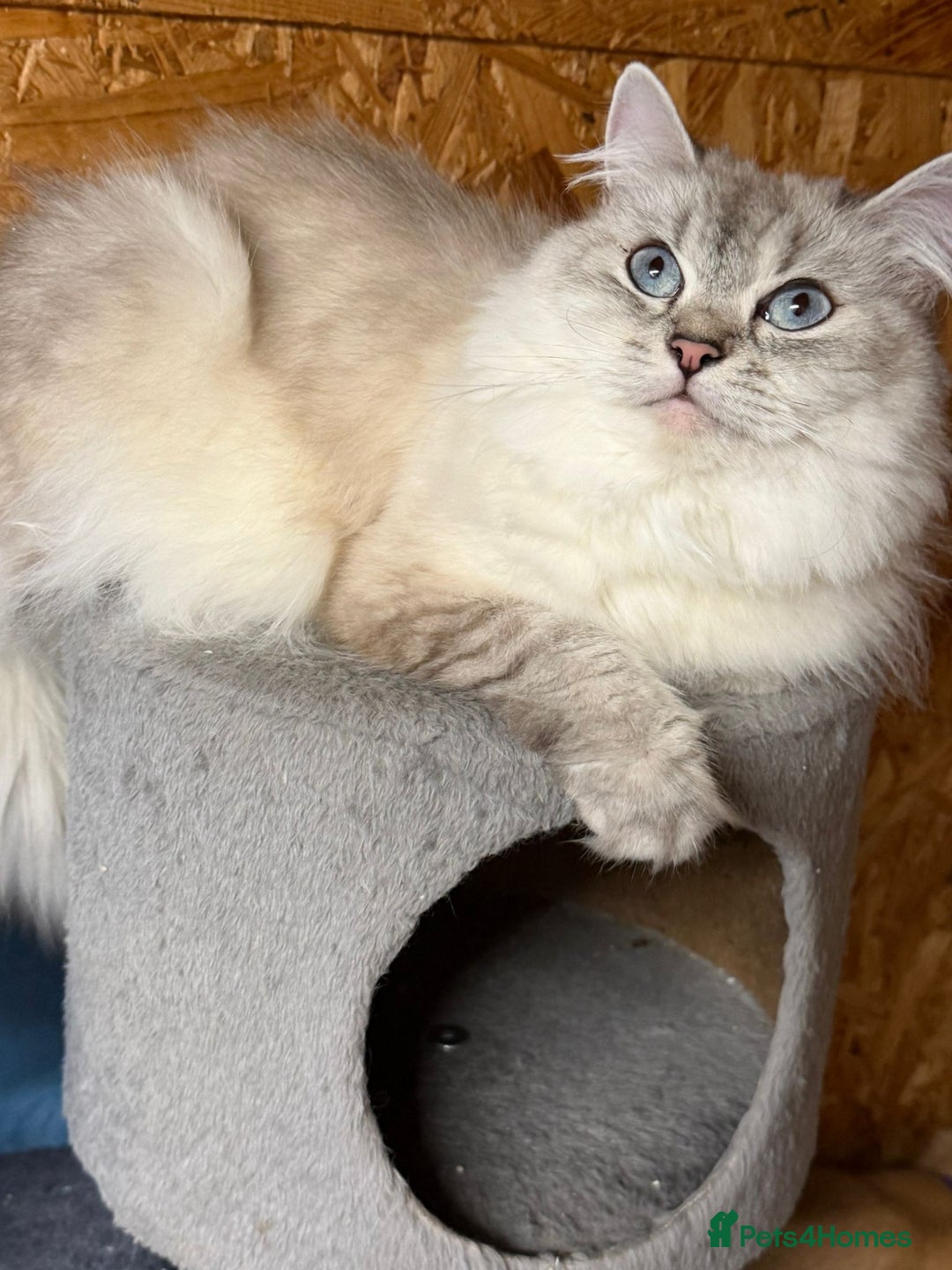 British Longhair cats for sale: British longhair kittens TICA blue golden - Image 14