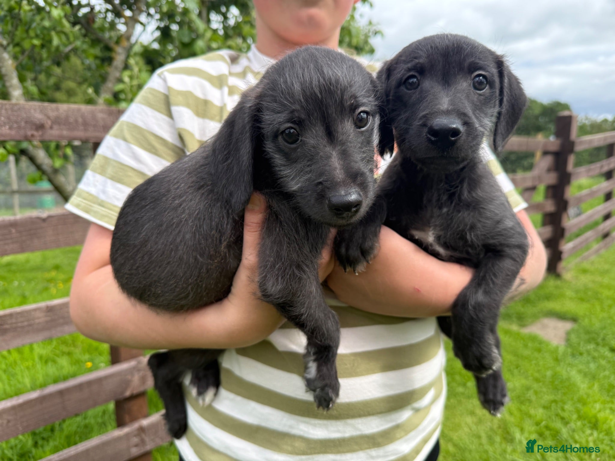 Mixed Breed dogs First Cross Bedlington Whippets - Advert 1