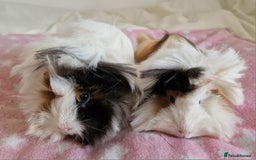 Guinea Pig rodents for sale: Pure Peruvian Sisters - Image 4