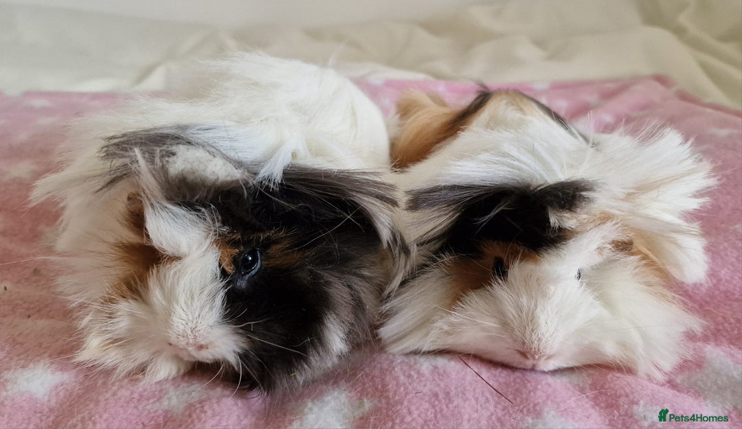 Guinea Pig rodents for sale: Pure Peruvian Sisters - Image 4
