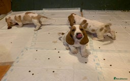 Basset Hound dogs for sale: Basset Hound Puppies - Image 9