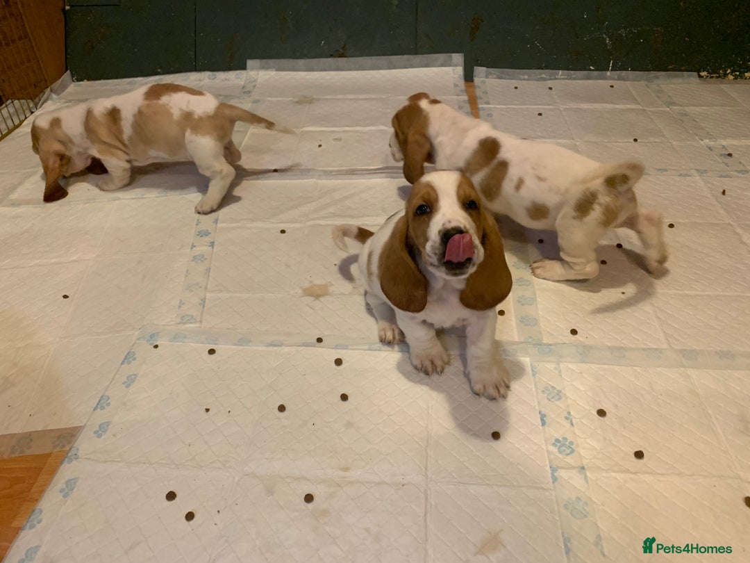 Basset Hound dogs for sale: Basset Hound Puppies - Image 9