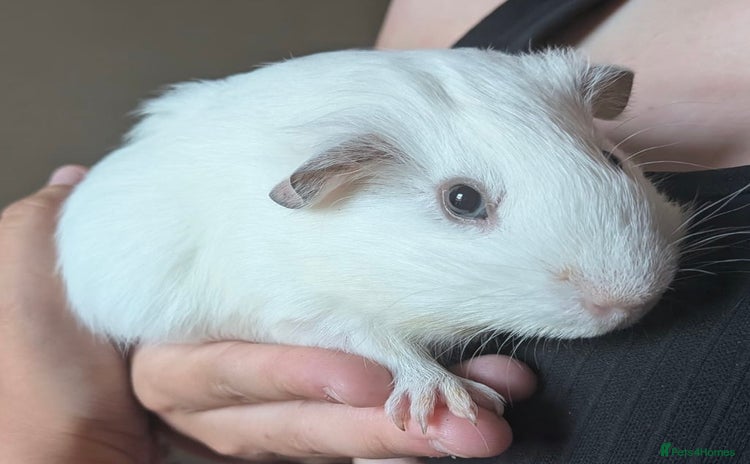 Guinea Pig rodents - Advert 1