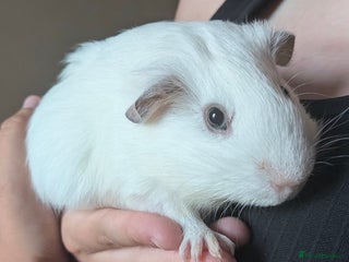 Guinea Pig rodents - Advert 11