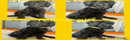 Labradoodle dogs for sale: Ready now rare silver f1bb standard labradoodles  - Advert 11
