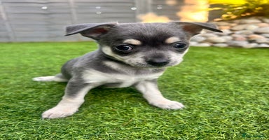 Chihuahua dogs in Ipswich - Advert 4
