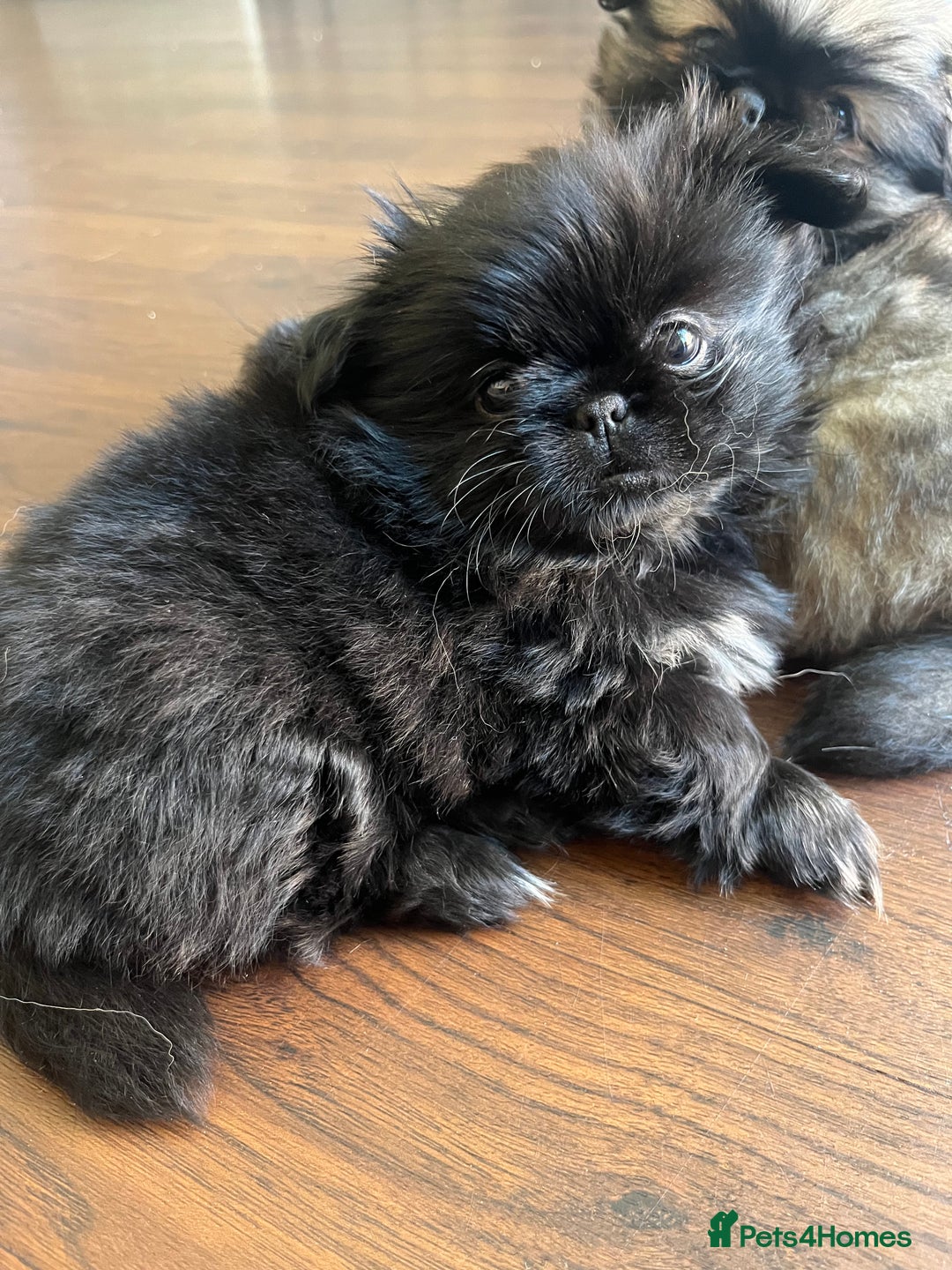 Mixed Breed dogs for sale: Pekingese / Pomeranian puppies for sale - REDUCED  in Leicester - Image 18