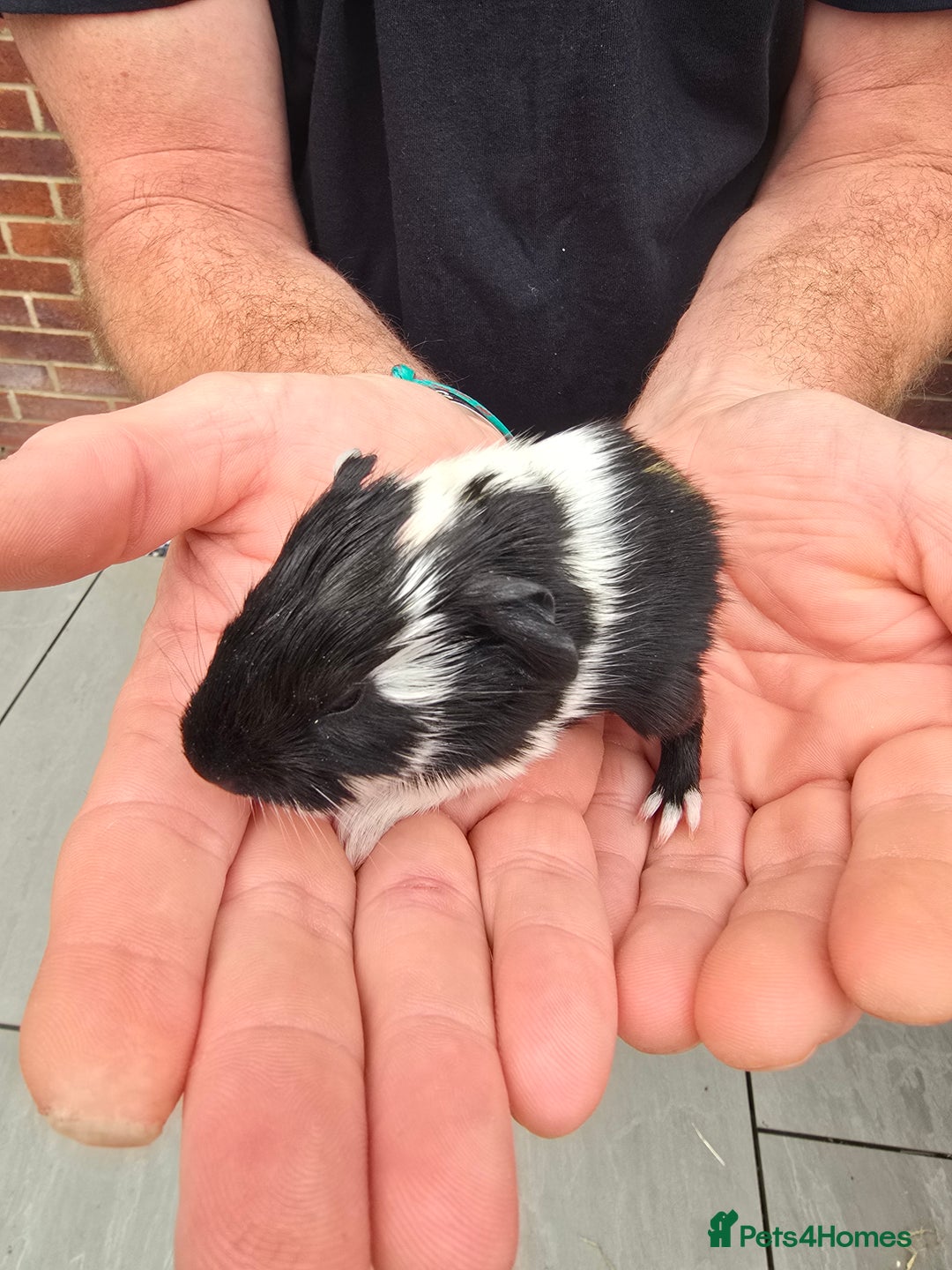 Guinea Pig rodents for sale: 3 male guineapigs  - Advert 4