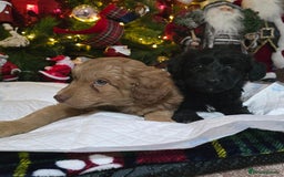 Cockapoo dogs for sale: Cockapoo puppies  - Advert 12