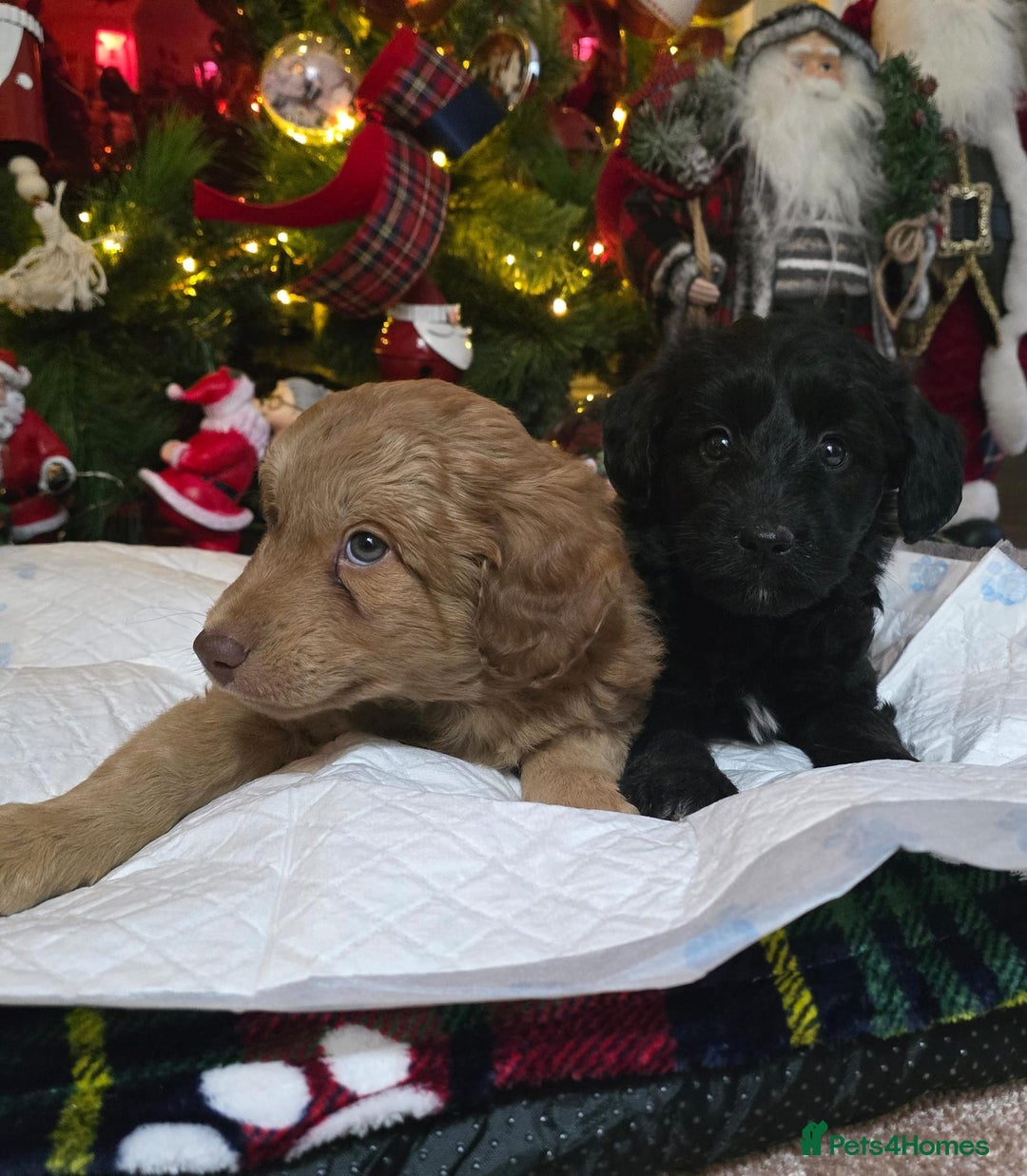 Cockapoo dogs for sale: Cockapoo puppies  - Advert 12