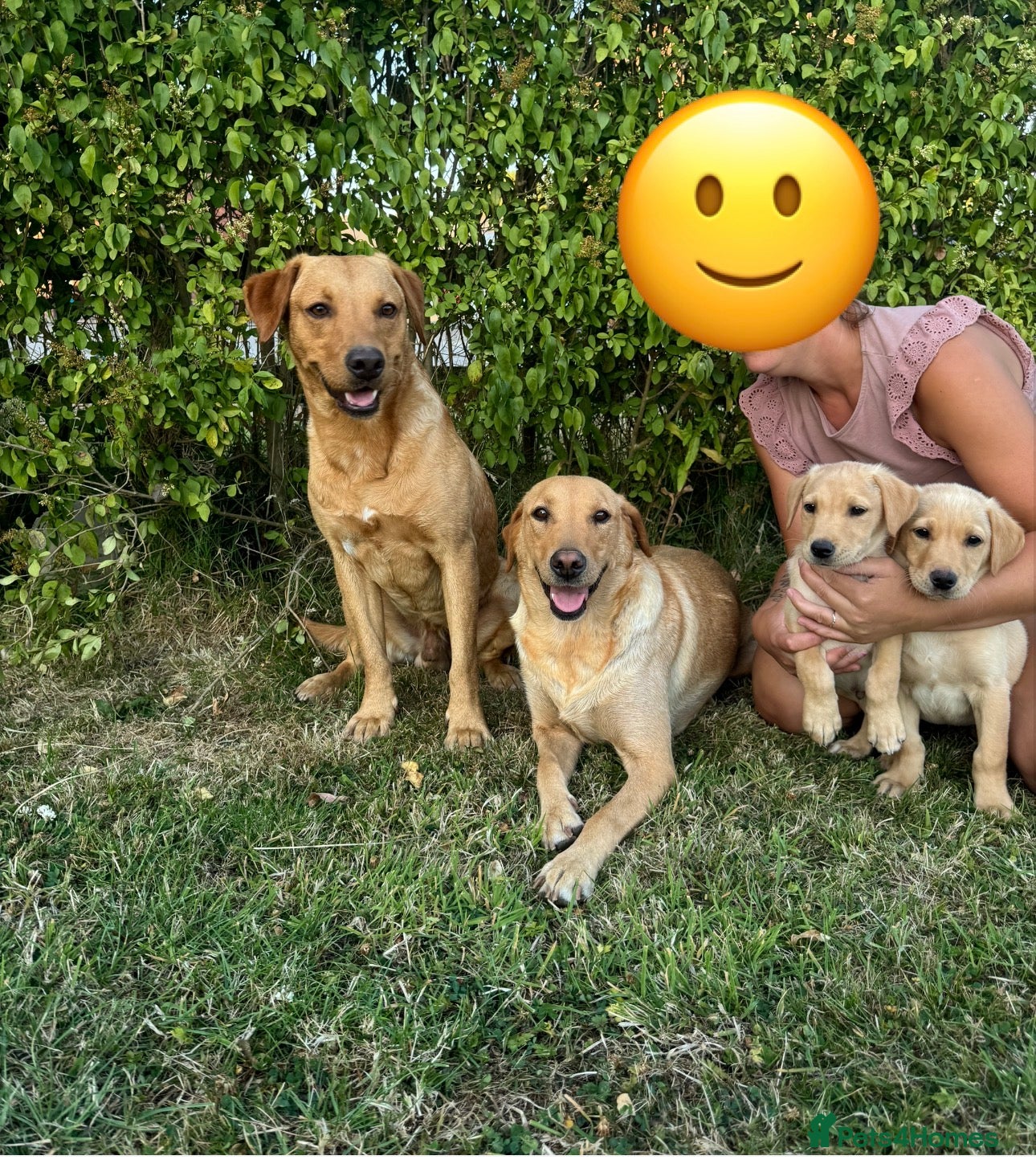 Labrador Retriever dogs READY TO GONOW 8beautiful labrador kchealthcheaked - Advert 1