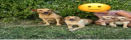 Labrador Retriever dogs for sale: READY TO GONOW 8beautiful labrador kchealthcheaked - Advert 1