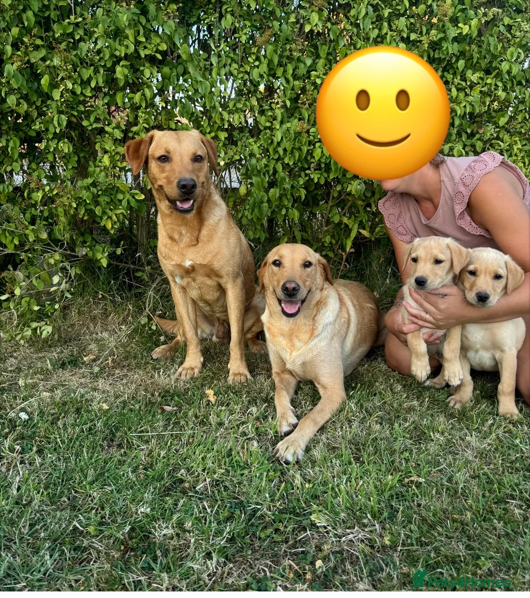 Labrador Retriever dogs for sale: READY TO GONOW 8beautiful labrador kchealthcheaked - Advert 1