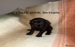 Cocker Spaniel dogs for sale: Working cocker spaniel LAST 2 REMAINING  - Image 1
