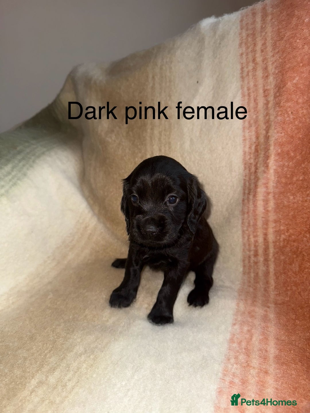 Cocker Spaniel dogs for sale: Working cocker spaniel LAST 2 REMAINING  - Image 1