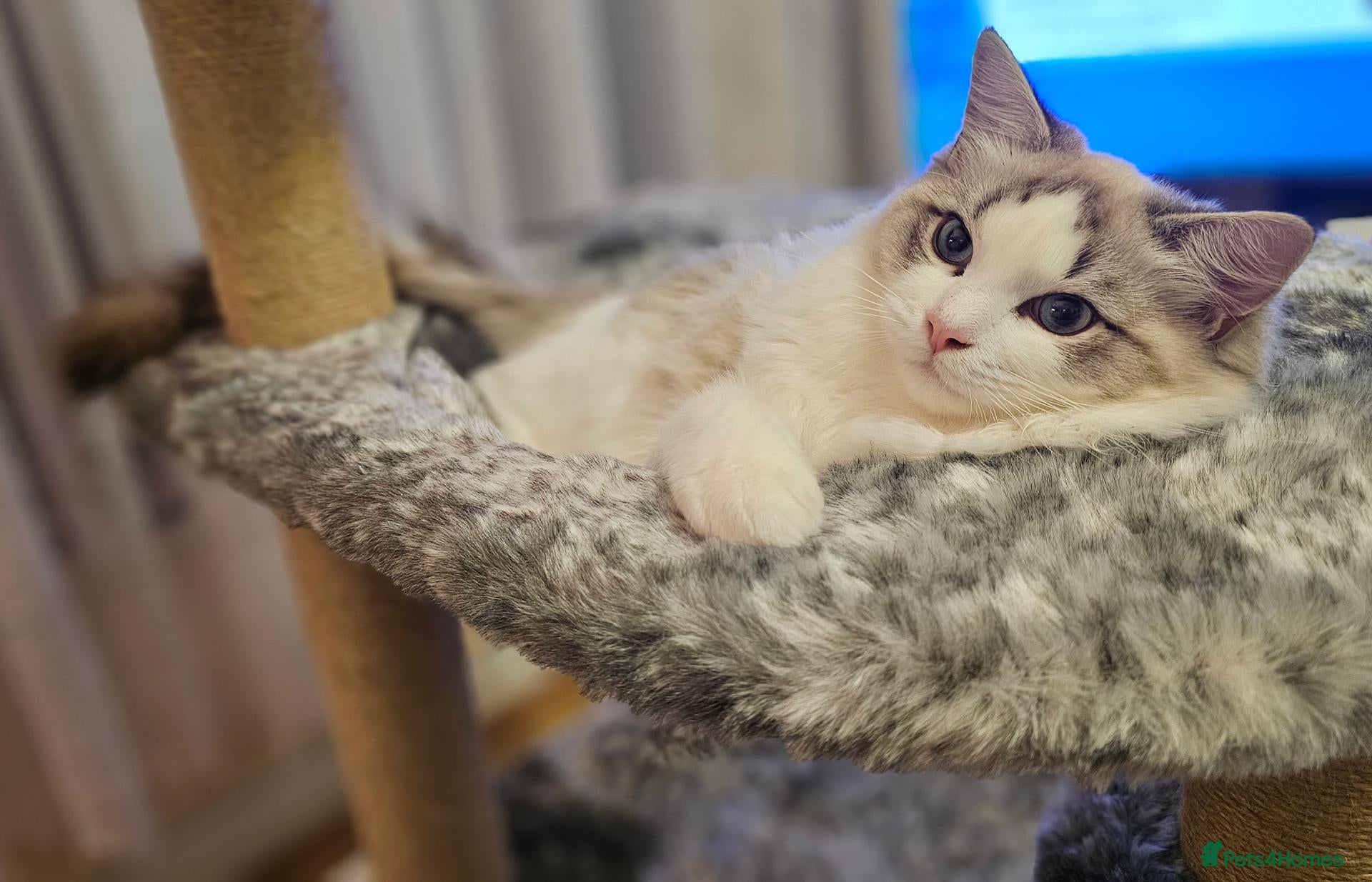 Ragdoll cats for sale: STUNNING GCCF REGISTRED RAGDOLLS - Advert 1