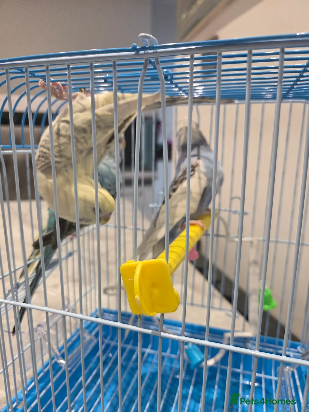 Budgerigars birds for sale:  budgies for sale - Advert 2